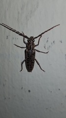 Elaphidion conspersum