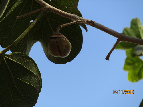 Thespesia garckeana, photograph 5