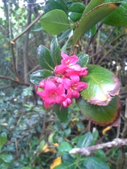 Escallonia rubra macrantha