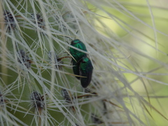 Acmaeodera sinaloensis