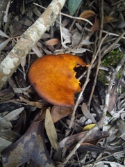 Fungi