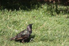 Sturnus vulgaris