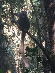 Eulemur rufifrons