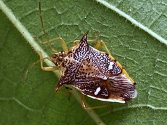Elasmucha longirostris