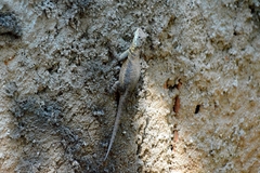 Tropidurus torquatus