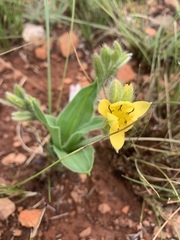 Hypoxis galpinii
