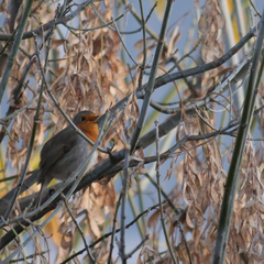 Erithacus rubecula