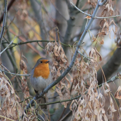 Erithacus rubecula