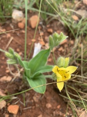 Hypoxis galpinii