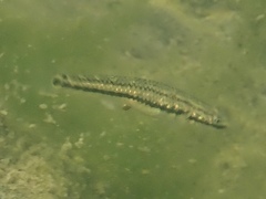 Gold Neon Goby photo 4
