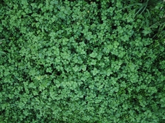 Wollastonia biflora