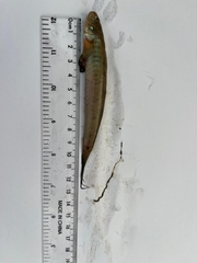 Delta Goby photo 1