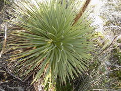 Agave stricta