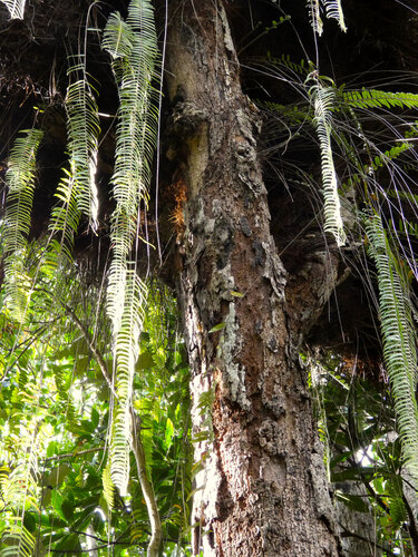 Nephrolepis acutifolia, photograph 3