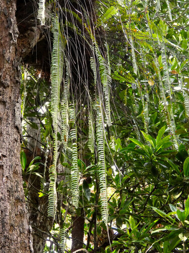 Nephrolepis acutifolia, photograph 1