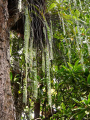 Nephrolepis acutifolia
