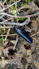 Insecta