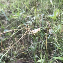 Argiope trifasciata