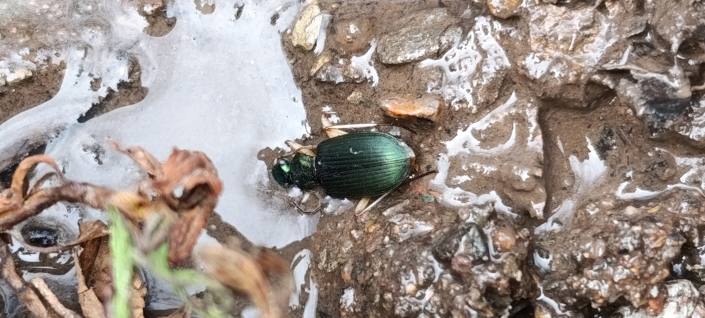 Chlaenius peruanus