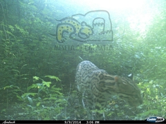 Leopardus pardalis pardalis