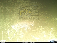 Leopardus pardalis pardalis