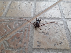 Andraegoidus rufipes