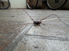 Andraegoidus rufipes