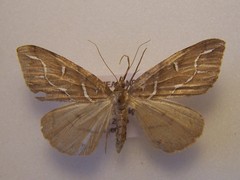 Chalastra aristarcha