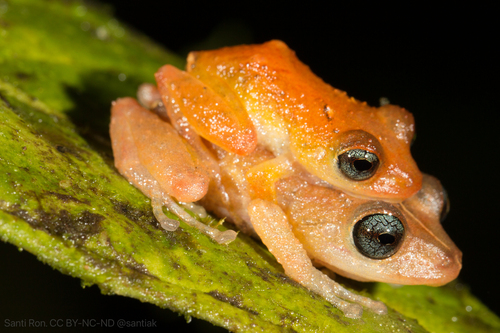 Ricuarte Robber Frog, Pristimantis scolodiscus