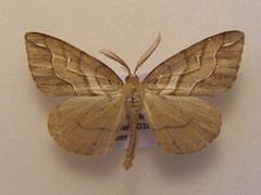 Chalastra aristarcha
