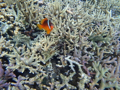 Amphiprion barberi