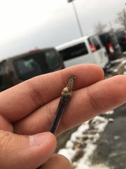 Acer negundo violaceum