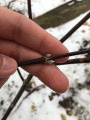 Acer negundo violaceum