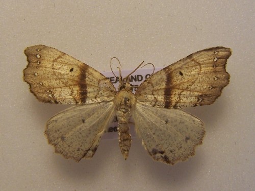 Brown fern moth photo 6