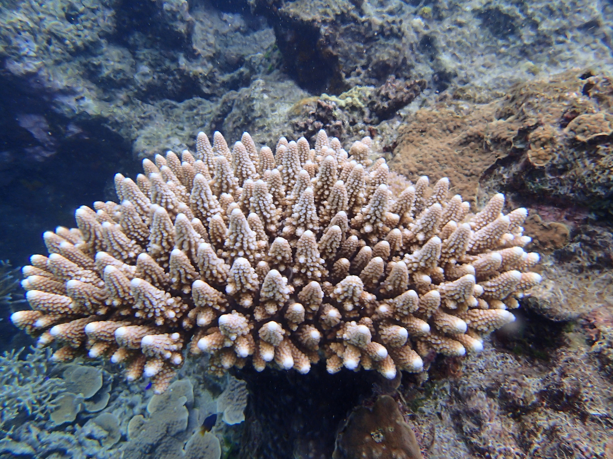 1.506 fotos de stock e banco de imagens de Coral Acropora Gemmifera - Getty  Images