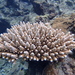 Acropora gemmifera - Photo (c) Rachel Andres-Beck, some rights reserved (CC BY-NC), uploaded by Rachel Andres-Beck