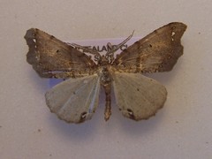 Chalastra pellurgata