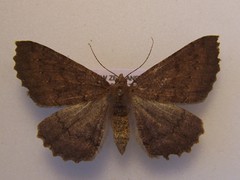 Cleora scriptaria