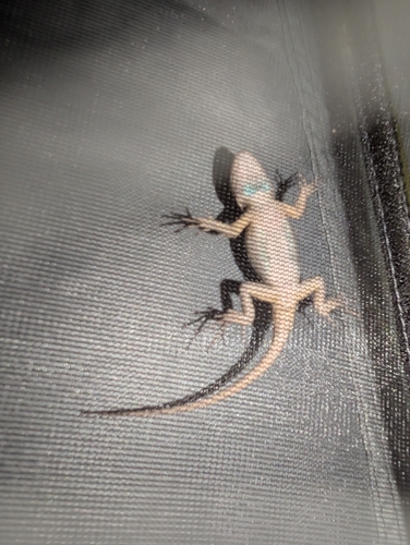 iNaturalist observation photo of Western Fence Lizard