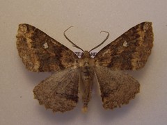 Cleora scriptaria