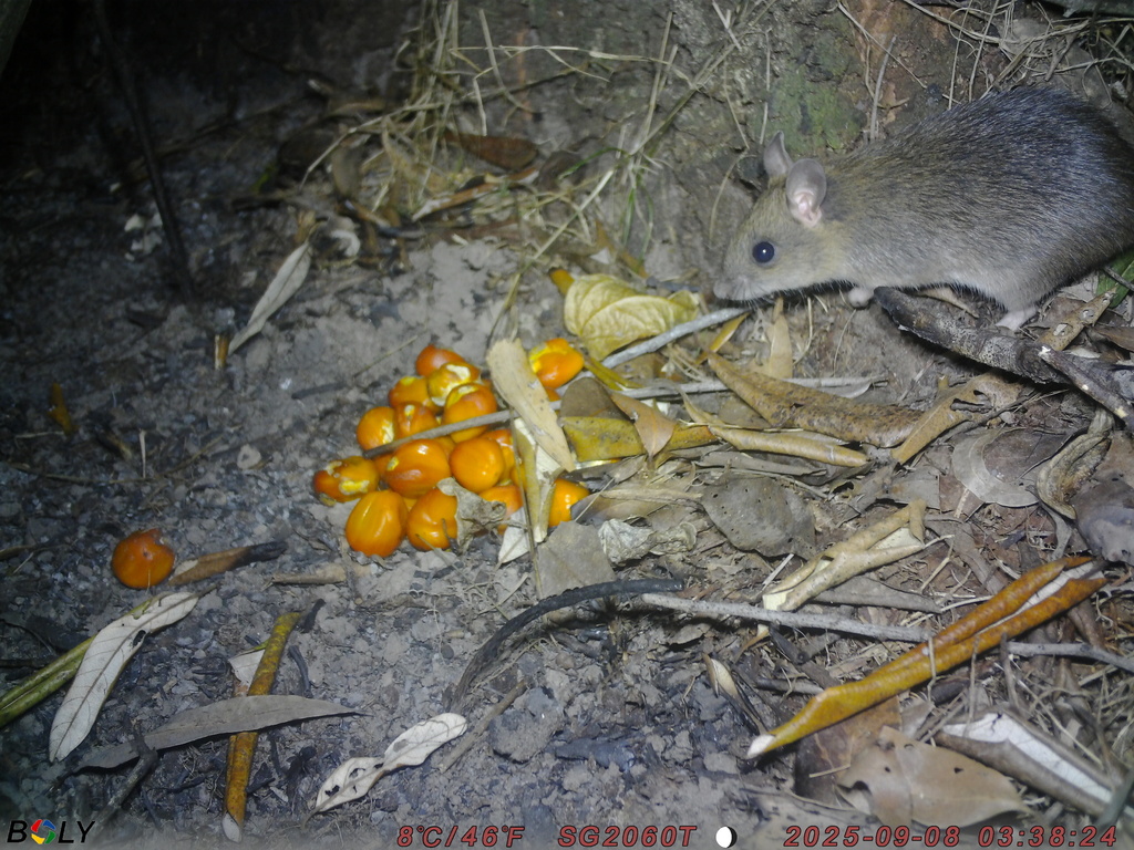 Pale field rat