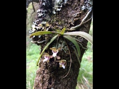 Sarcochilus australis
