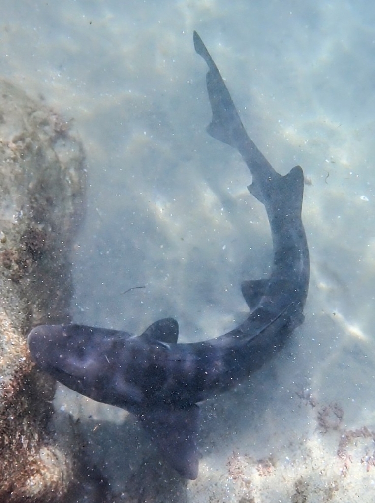Leopard shark curving through clear shallow water near rocks