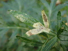 Calycomyza artemisiae