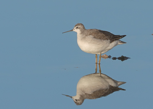 Phalarope de Wilson