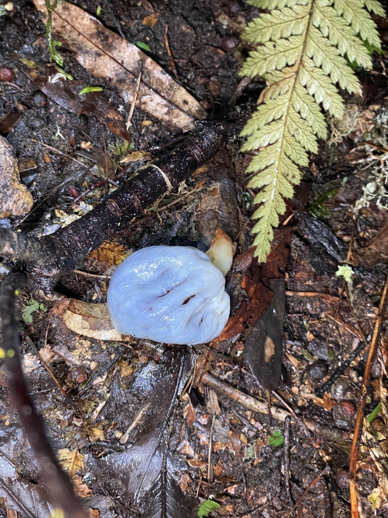 Clavogaster virescens · September 2025 · photo: © taylor_dc (iNaturalist, cc-by)