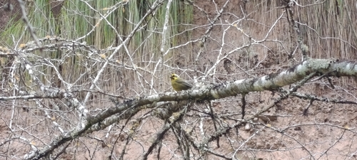 Yellow-striped Brushfinch (Atlapetes citrinellus), photo 9