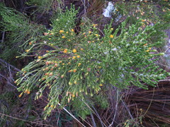 Parastrephia quadrangularis