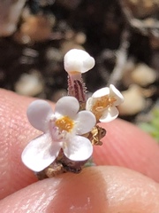 Pseudoselago prostrata