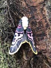 Capillamentum nigrofasciatum